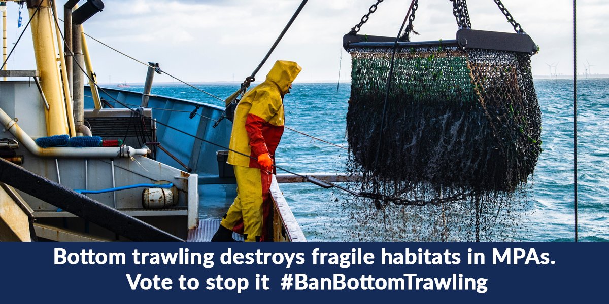 #Bottomtrawling is highly destructive, especially when it takes place in our #marineprotectedareas designated to safeguard vulnerable species and the fragile habitats they depend on. It’s time for the @Europarl_EN to eliminate #paperparks and #BanBottomTrawling there #MEPs4MPAs