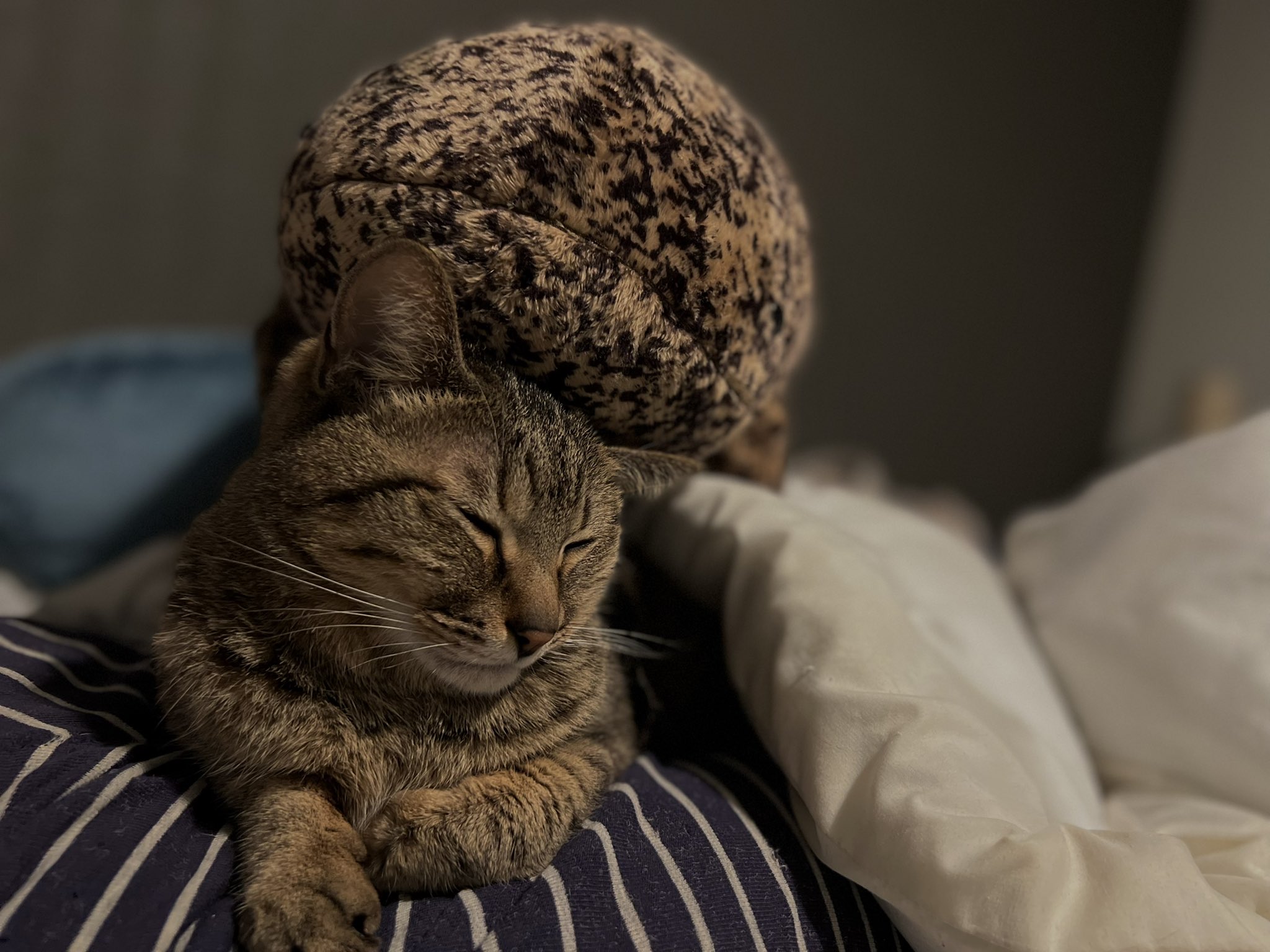 脈 脈子｜噴出系ライター🖋 on Twitter 