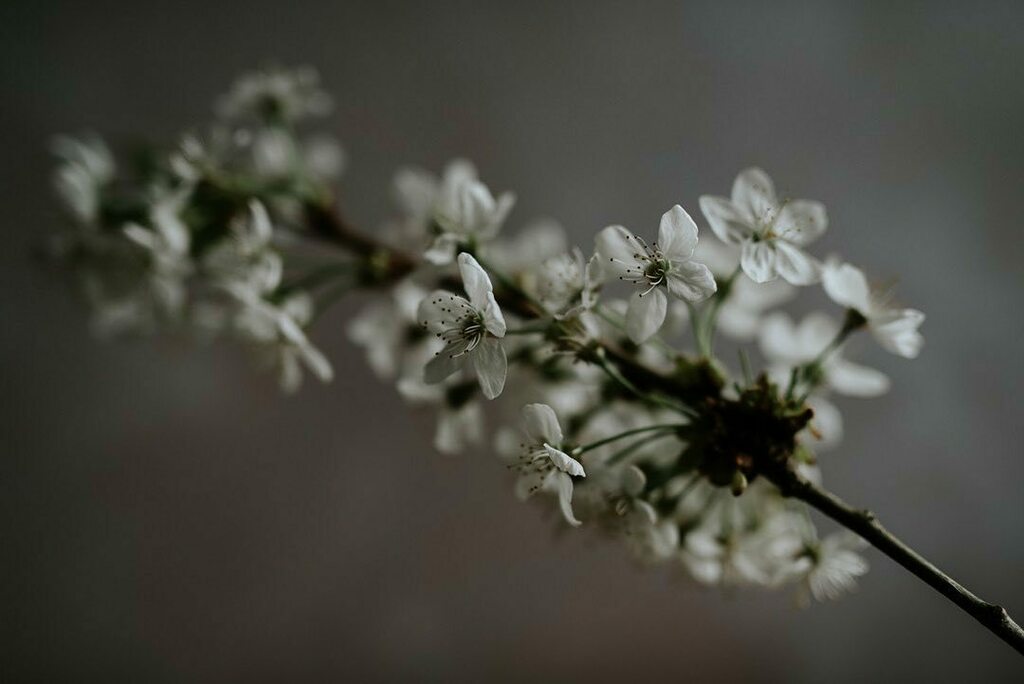 Wishing you all a fabulously beautiful and restful bank holiday weekend …

.⁣
.⁣
.⁣
.⁣
.⁣
#aflowerfilledlife #allthingsbotanical #artofvisuals #beautyofstillmoments #beautyundermynose #botanicalpickmeup #excessivelydivertedbyflowers #floralartist #… instagr.am/p/Cc968npojuR/