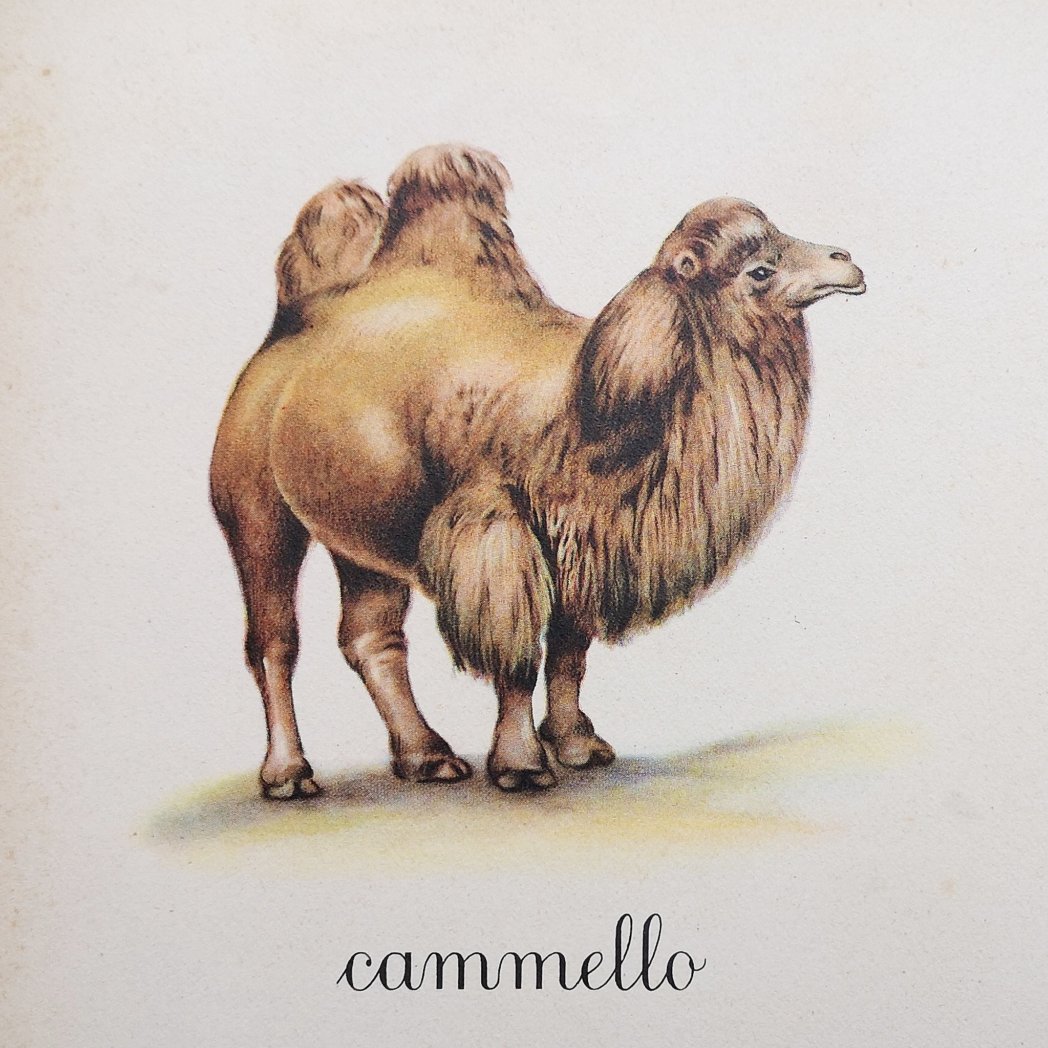 Il cammello e la bicicletta >> barubici.blogspot.com/2022/04/il-cam…