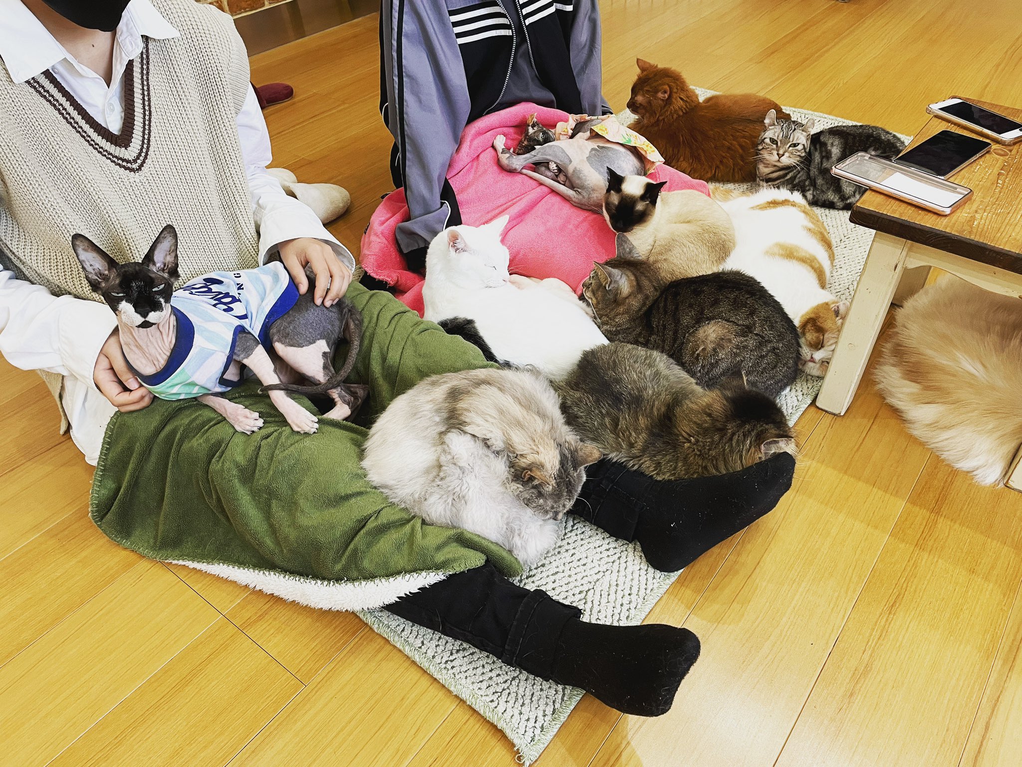 猫カフェ紅葉 大阪 泉南市 Nekocafemomiji Twitter