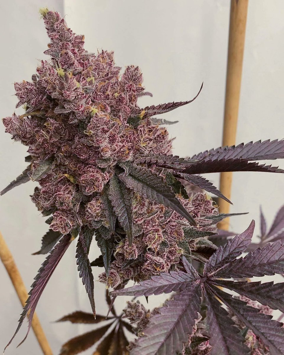 snoopdoggslungz's tweet photo. 📸 Bitties (Jigglers x Bahama)
🌱 solfiregardens2019
#weed https://t.co/pGV80J7hFo