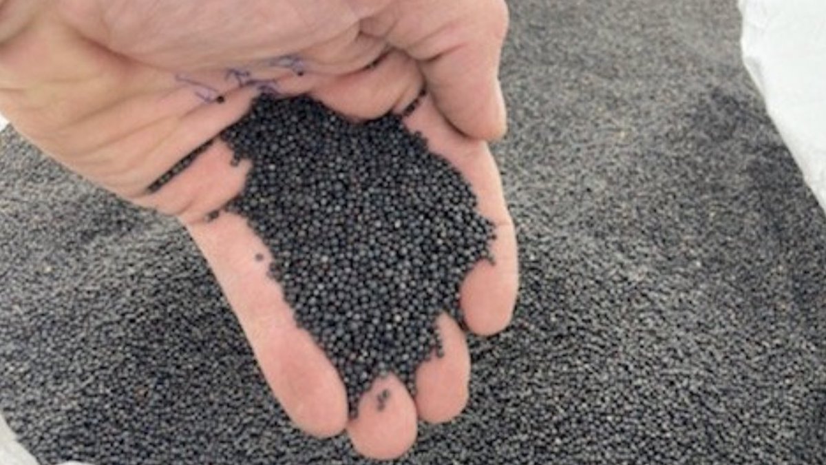 JarrodAmery's tweet image. Agriculture can be Awesome 👏, and challenging 😔. If your in central west NSW and had your canola flooded or ruined by 2 big dumps of rain, I’ve got 2t of good/ graded 45Y93 I’d be happy to give away for free if it was to help you get back on your feet &amp;amp; in the game again.