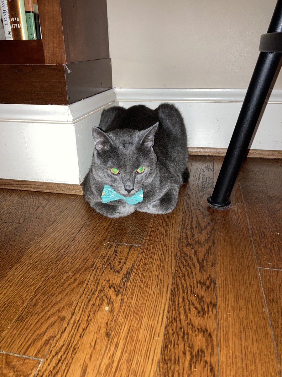 atomicalleycat's tweet photo. I got her a bow tie! https://t.co/Tj8Zg85CRp