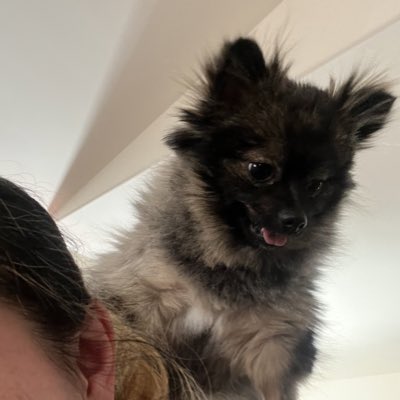 #NewProfilePic my original Babydoge baby girl pikachu!! Rating: 1/1