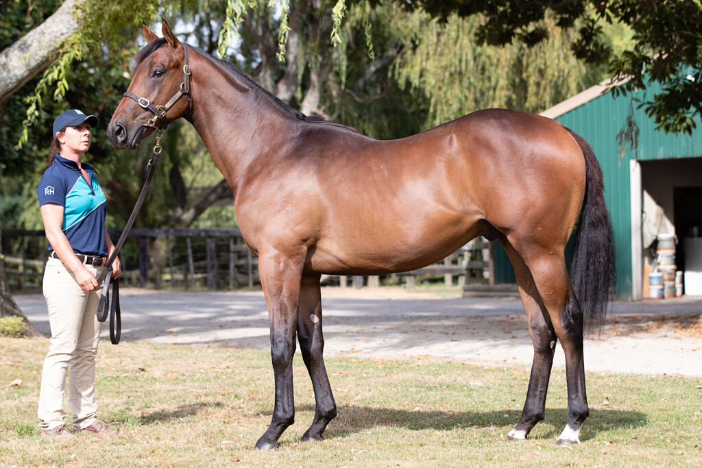NZTM_TWEET's tweet photo. In Singapore the New Zealand bred #BingoMaster (3g Proisir-Tip Top Lass) has won tonight. He was sold by @RichHillStud at the 2020 @KarakaChat Book 2 Sale for $13,000  #VisitInvestWin https://t.co/3icxrTlsVg