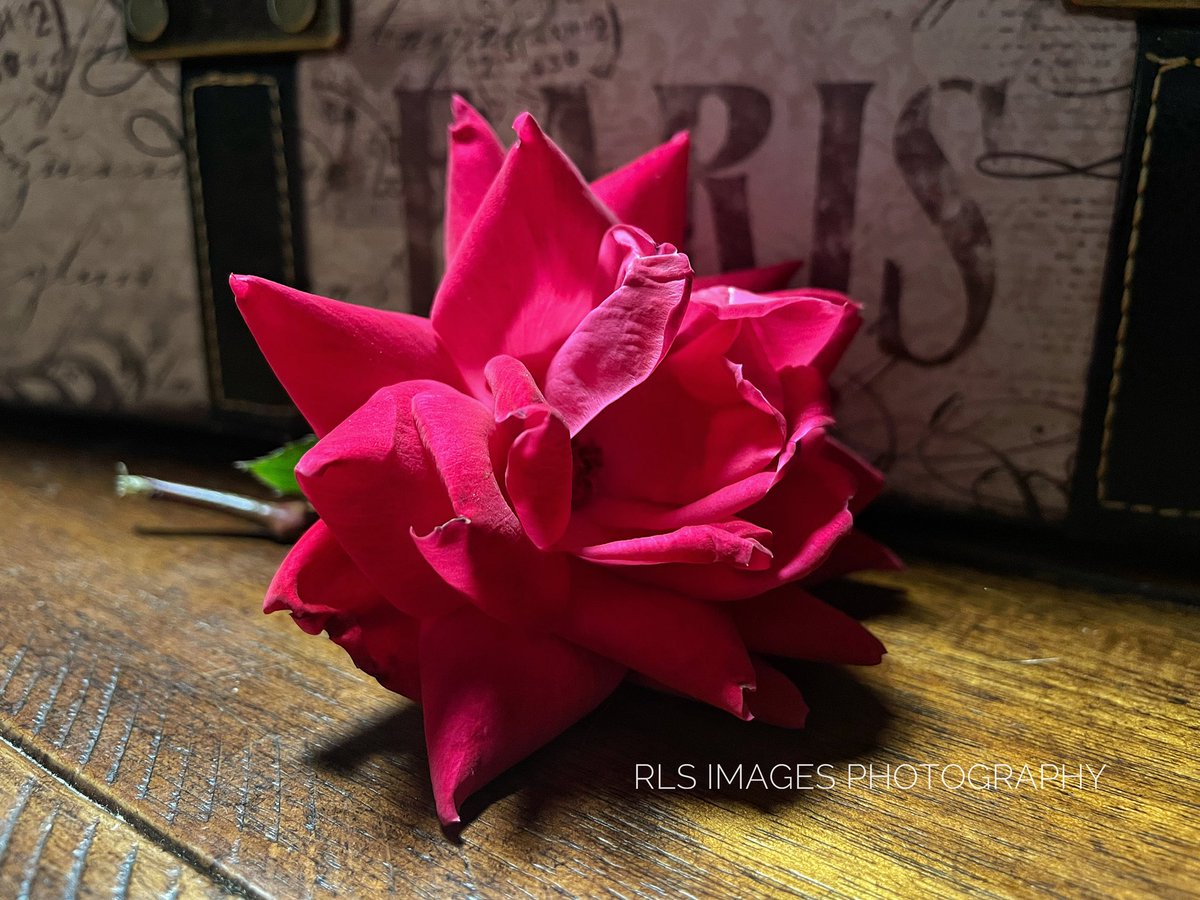 Beautifully Imperfect 
#ROSE #roses #photography #FlowersOnFriday