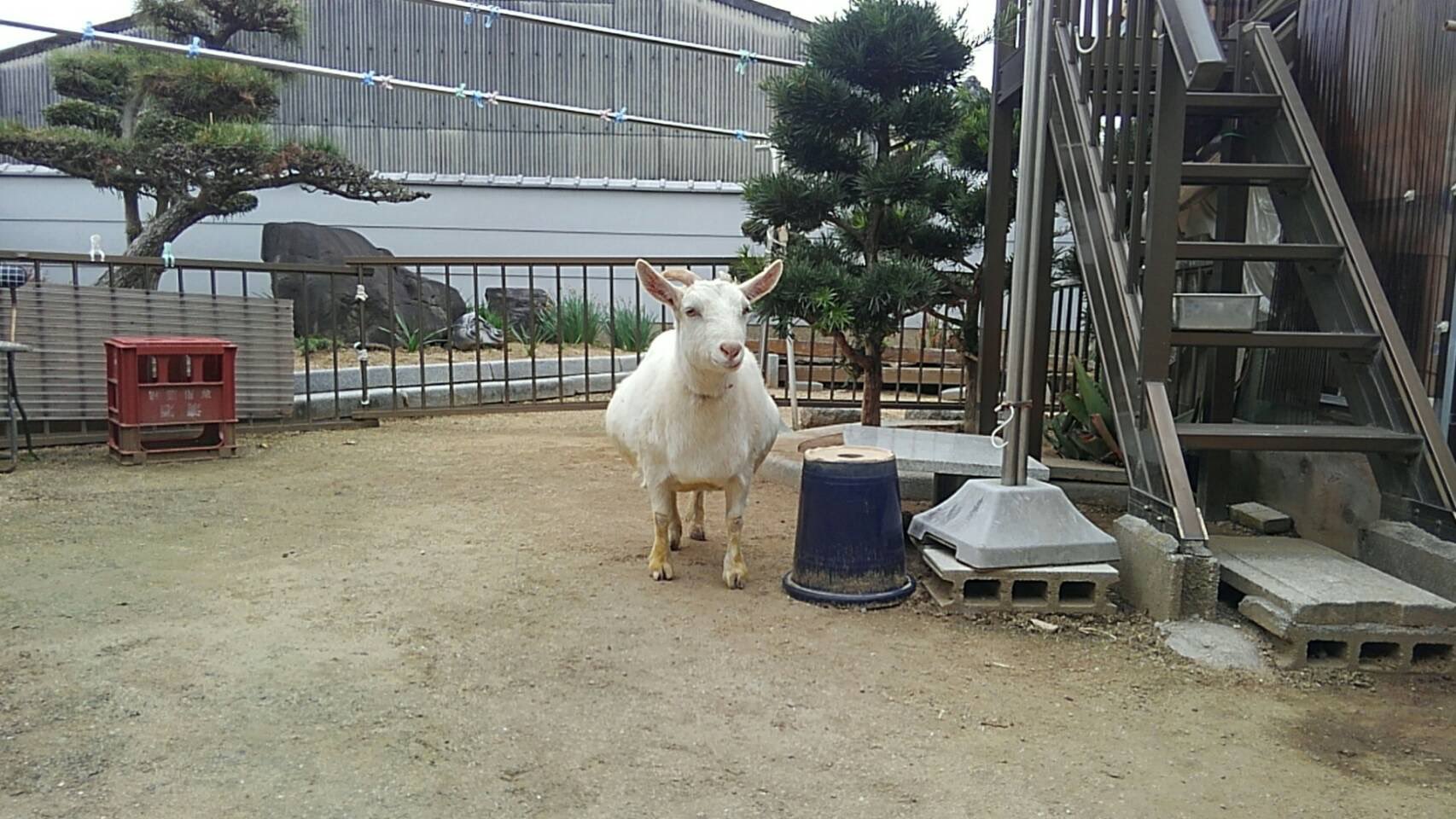 飼育小屋 Twitter Search Twitter