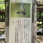 大きくて黒いクマバチ。実は人を襲うことはない!？