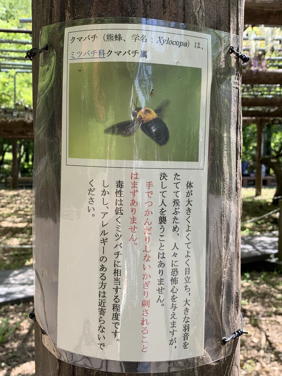 大きくて黒いクマバチ。実は人を襲うことはない！？