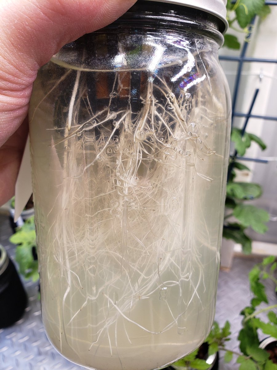 GardenCruisers's tweet image. Hey #GardeningTwitter, check out these Mammoth Sunflower Roots! #kratkymethod rules! 🤩👍

#mygarden #SunflowerChallenge2022 #greenhouse #GardenCruisers