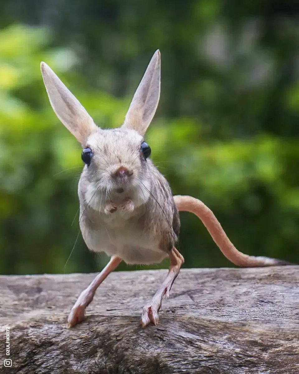 futurasciences's tweet photo. [🌍] L'étrange (et beaucoup trop mignonne) #Gerboise ! 🥰

Il existe environ 33 espèces de Gerboises. Ces petits rongeurs sont présents dans les steppes et déserts d'#Asie et d'#Afrique. 👉https://t.co/jcnhcKG6yZ #futuraplanete https://t.co/3ELbGqk09z