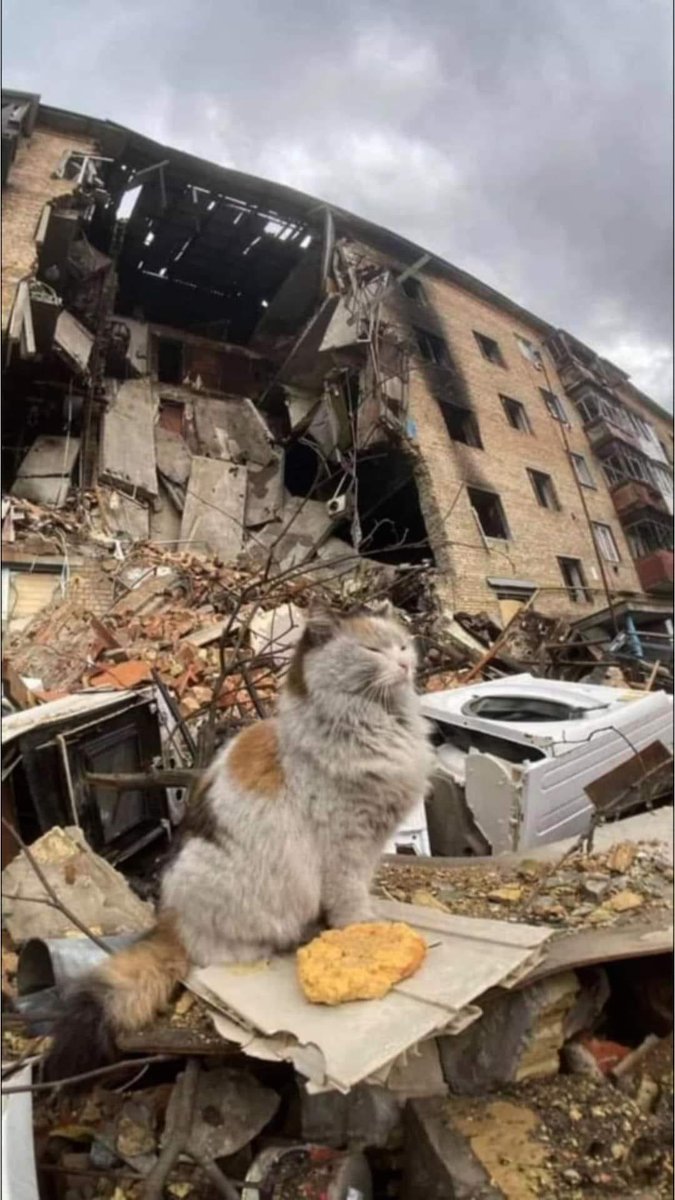 AlexandraKutas's tweet photo. Ukrainians will never give up, never leave their land. Even Ukrainian cats 💪🏼
#Ukraine #UkraineUnderAttack https://t.co/3bYMkffsiV
