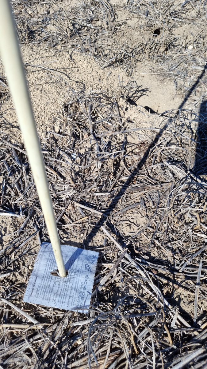 Mice not like olive oil?