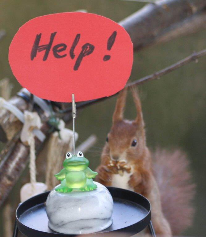 hansebremer7's tweet photo. Ein ❤️ für 🐸🐸🐸 am internationalen #Rettet-die-Frösche-Tag / #SaveTheFrogsDay (30.04.22)
#Eichhörnchen #Eichhörnchenbalkon #Squirrels #squirrellove #lovesquirrels #eichhoernchenliebe #balkonhoernchen #hoernchenbalkon
#urbanwildlife #redsquirrels #nature #frogs #Froesche https://t.co/m7OWmDuK9t
