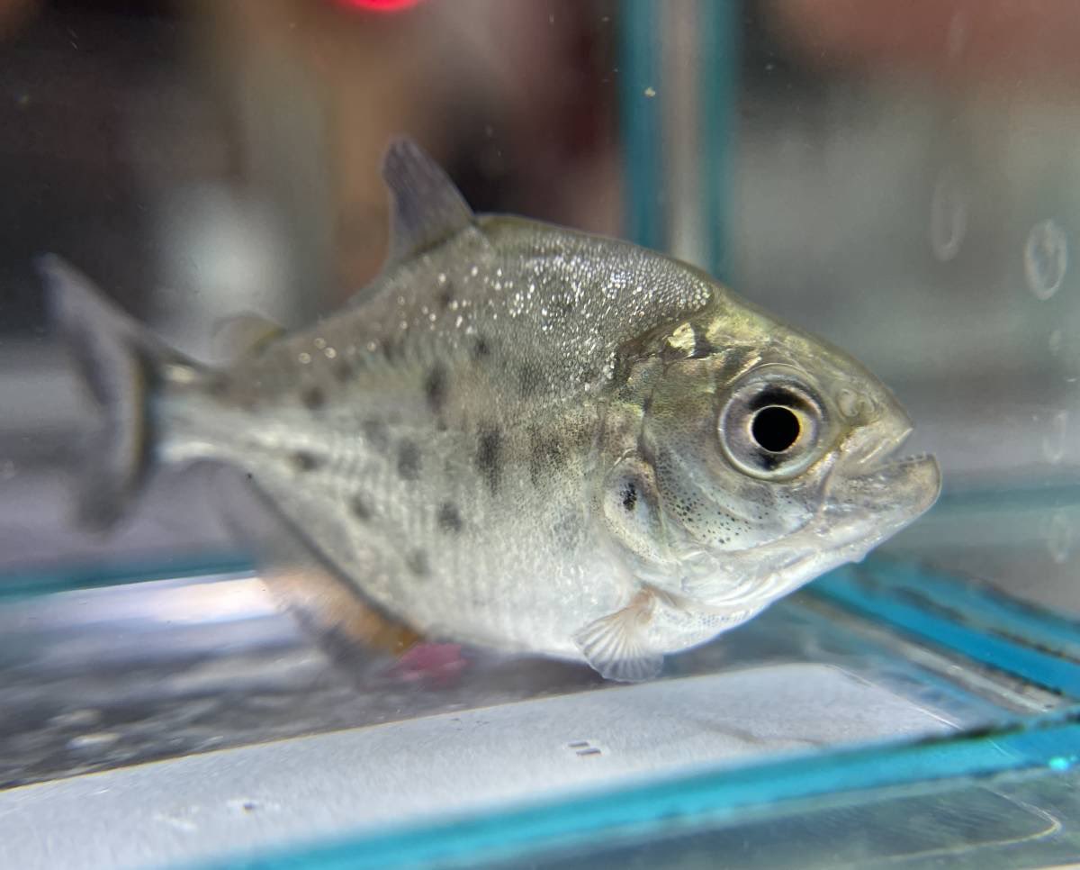 アクアペットジョイ所沢店 ピラニアナッテリー あの 人喰い魚で有名になったピラニアです 小さくても鋭い歯がちゃんとありますね ピラニアの中で最もポピュラーな種で飼育しやすい人気がある種です Instagram T Co Ndo5mzsdzf