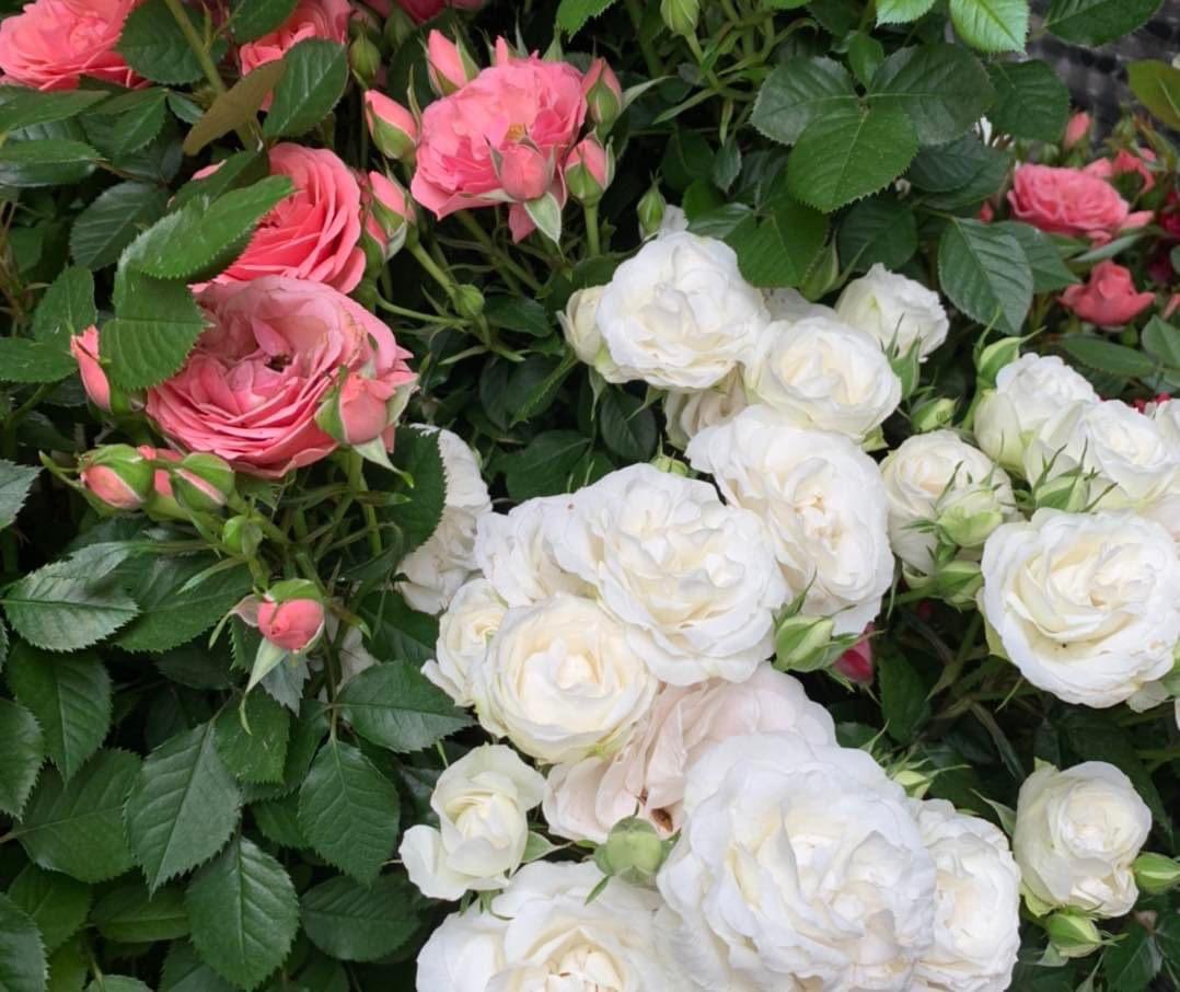 Happy Weekend!!! These beauties have arrived just in time 🌹#weekendvibes #roses #rosegarden #beautiful #garden #gardening #weekendgarden #burston #burstongardencentre #stalbans #herts #northlondon #gardencentre