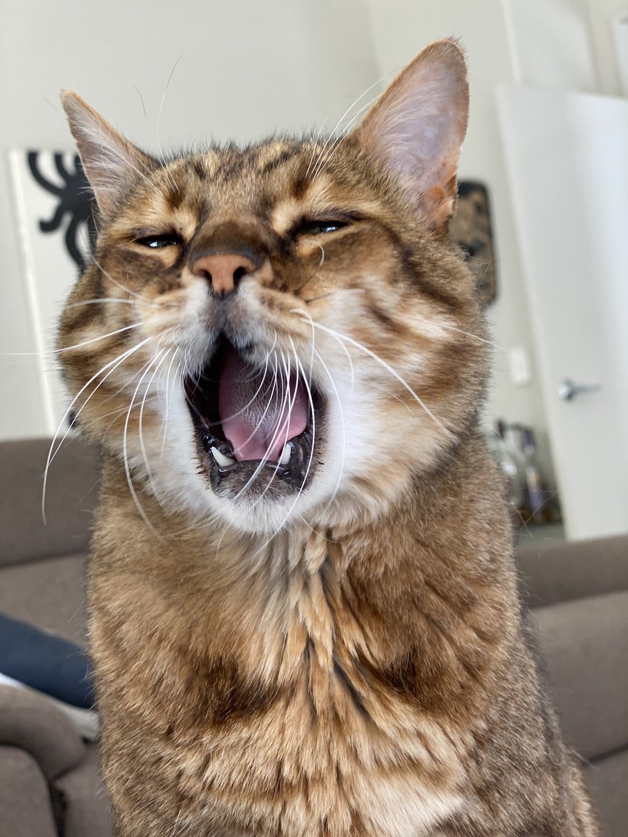 mowglithebengal's tweet photo. @TreasuryMog Yay it is my day. #nationaltabbyday https://t.co/mkpbzsAopc