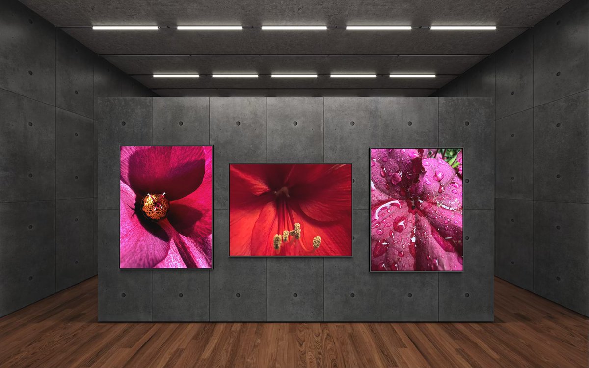 The three sisters #Hellebore #Amaryllis #Heuchera #Photographs by DuVal #Oregon #Artist #Gardener #Designer