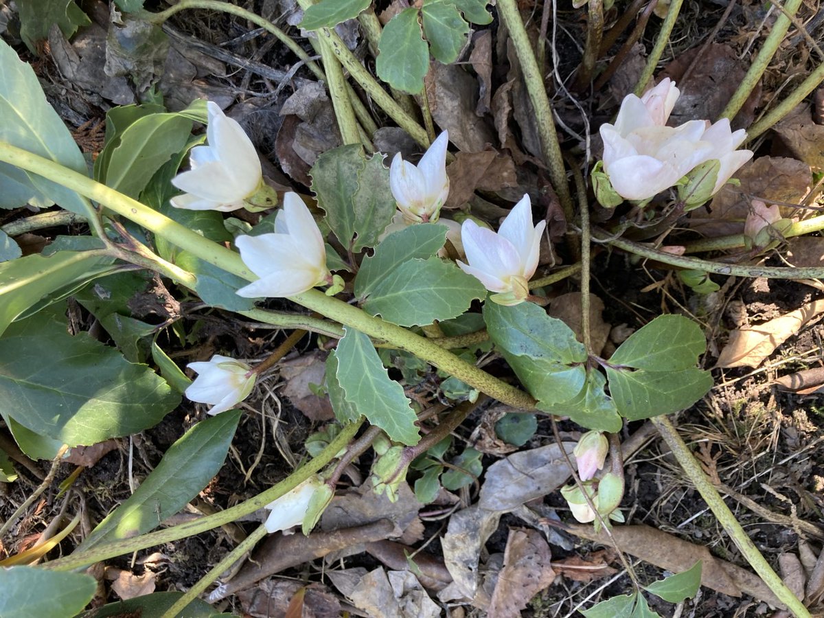 Sieltä se taas nousi täydessä kukassa lumen alta 
#jouluruusu #lepolanpuutarha #kauniistikotimainen