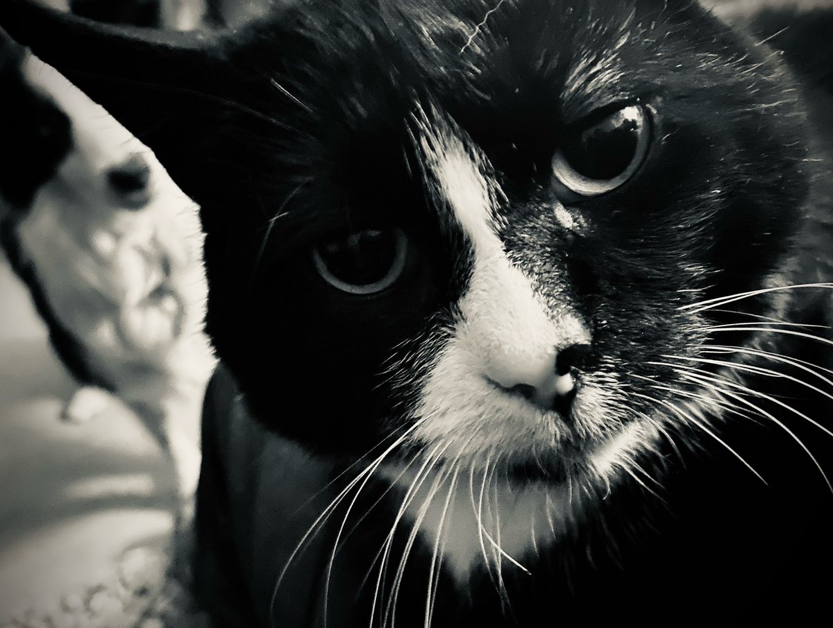 Keeping an eye on Mylo