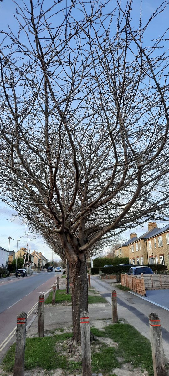 On The Verge Cambridge (@onthevergecambs) on Twitter photo #treeoftheweek 16 Prunus ukon Read about the link between Cherry Hinton and cherry trees. Incredible leaf area of 146 m2 cooling us off #ClimateCrisis
<a href="/CamCanopyProj/">Cambridge Canopy Project</a> <a href="/camcitco/">Cambridge City Council</a>
facebook.com/10618666830661… #treeoftheweek 16 Prunus ukon Read about the link between Cherry Hinton and cherry trees. Incredible leaf area of 146 m2 cooling us off #ClimateCrisis
<a href="/CamCanopyProj/">Cambridge Canopy Project</a> <a href="/camcitco/">Cambridge City Council</a>
facebook.com/10618666830661…