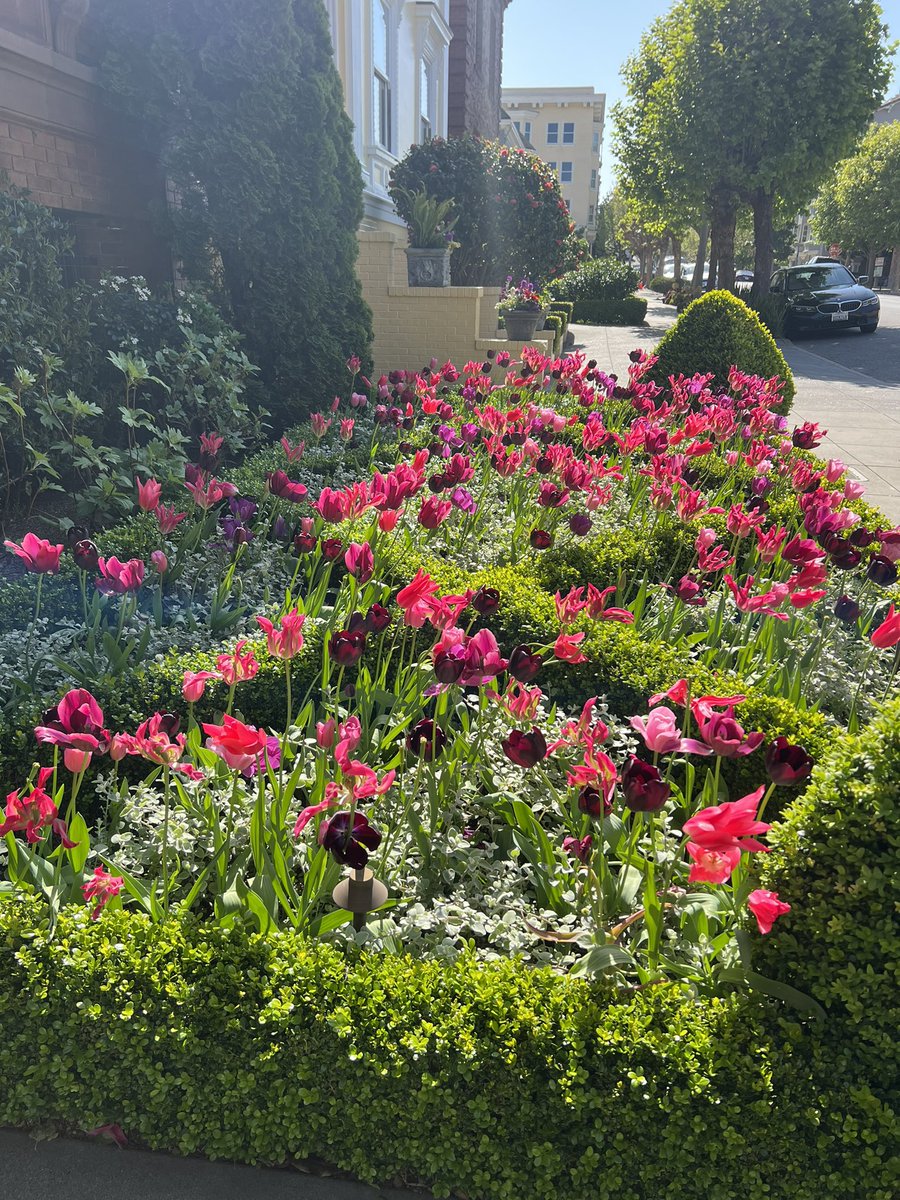 andreachorst's tweet image. I needed to feel the sun on my face and look at #spring flowers after this helluva week. Thank goodness my neighbors have great gardens 🥰 #TGIF

#PacHeights #StreetsOfSF