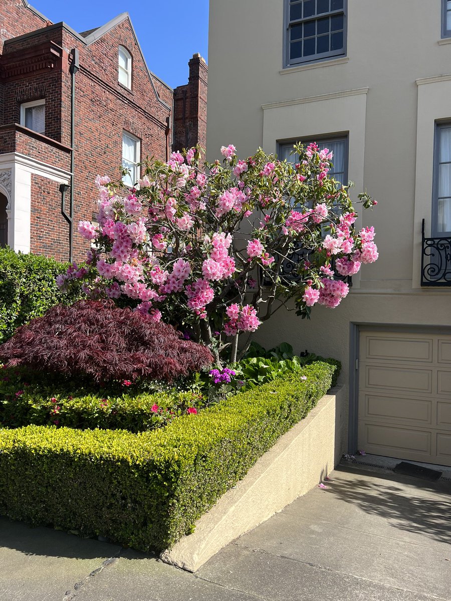 andreachorst's tweet image. I needed to feel the sun on my face and look at #spring flowers after this helluva week. Thank goodness my neighbors have great gardens 🥰 #TGIF

#PacHeights #StreetsOfSF