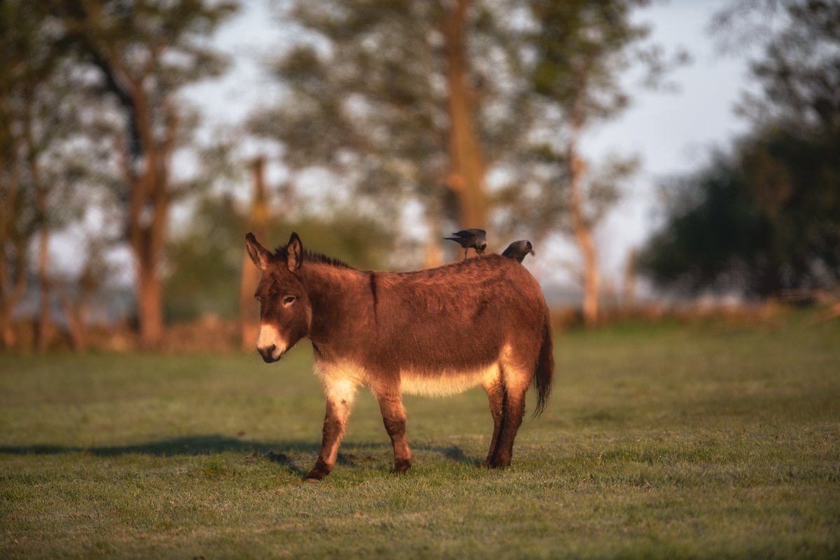 Its what you don't see in this shot from this morning that makes it so wonderful. What you don't see is that this donkey was bouncing her head up and down when the jackdaws were pulling the hair out in sheer delight, she was looooving it lol ! What fab mutual deal ..