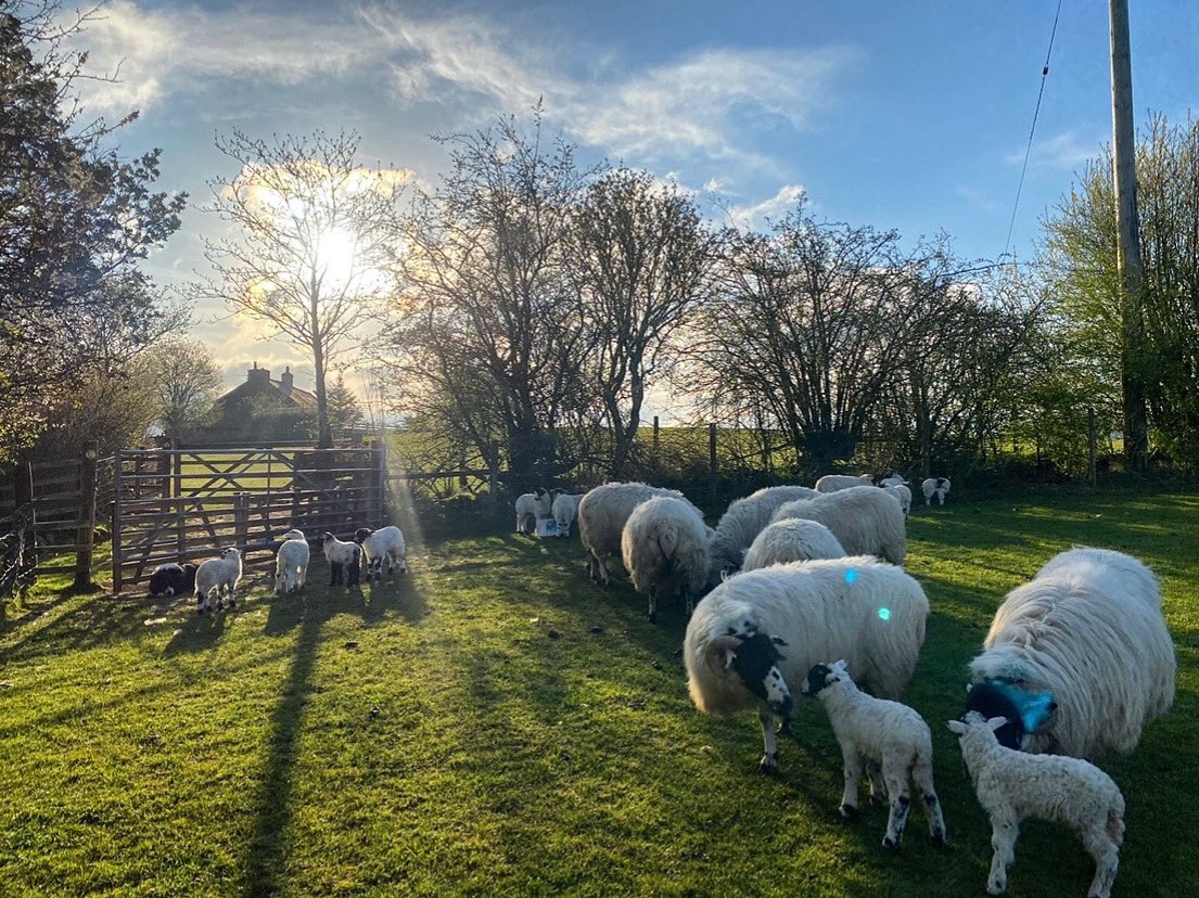 Sunshine Saturday… Sheep and Shadow .. making the most of the most beautiful of mornings 🙏🐑☀️#shepherdess #sheep #farm #countryside #lamb #spring <a href="/NFUCountryside/">Countryside</a>
