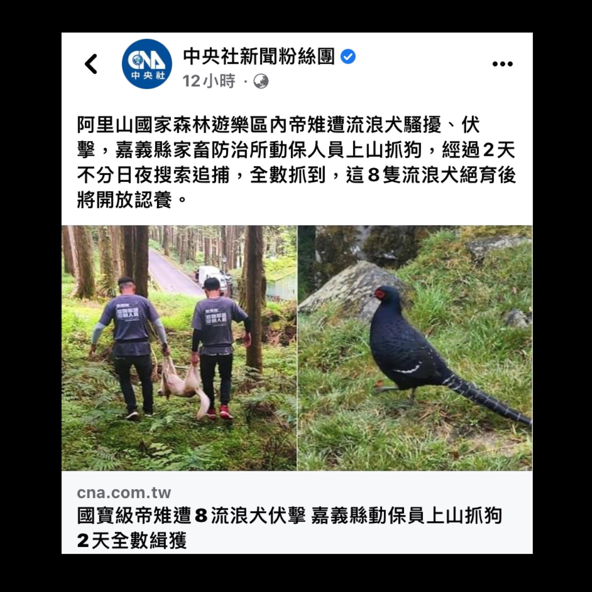 台灣帝雉😡 on Twitter 