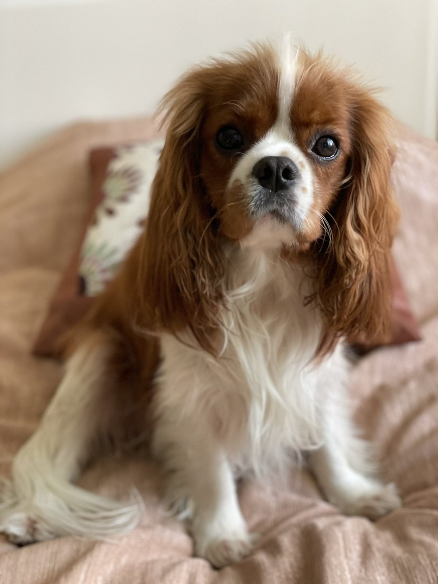 this little guy is turning two today 🎉