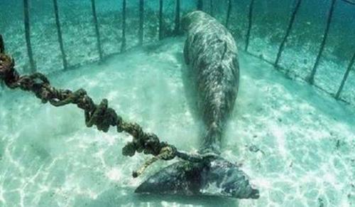 Au large de la Russie: plus de 100 cétacés détenus dans de minuscules enclos sous-marins limportant.fr/infos-planete/… #Planète