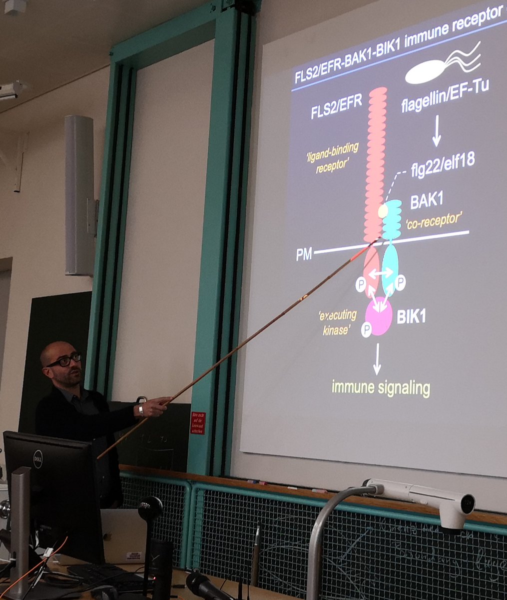 Thank you Cyril Zipfel #UZH for the very inspiring (pep)talk about #plantsci @unibern. Understanding plant immunity at the cellular and molecular level is fascinating and so relevant for plant/crop protection programs! #chemicalecology #CellBiology #plantimmunity @IobcIr