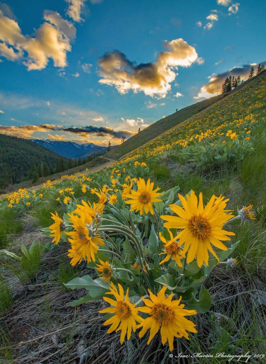 René Champion (@renechampion1) on Twitter photo 