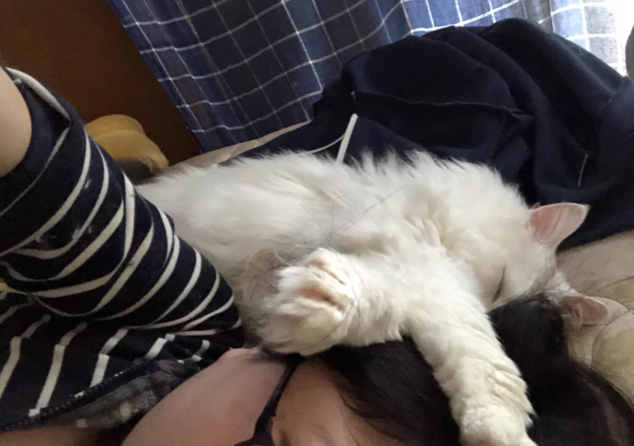 @bou128 吸われてる時の画像ありました。
これ添い寝じゃなくて私の頭の匂いを深く吸ってるところです笑 