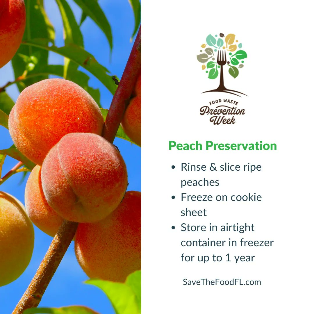 savethefoodweek's tweet image. Preserve your peaches! Learn how to properly freeze your ripe peaches here: buff.ly/3EBim3p #freezertips #foodpreservation