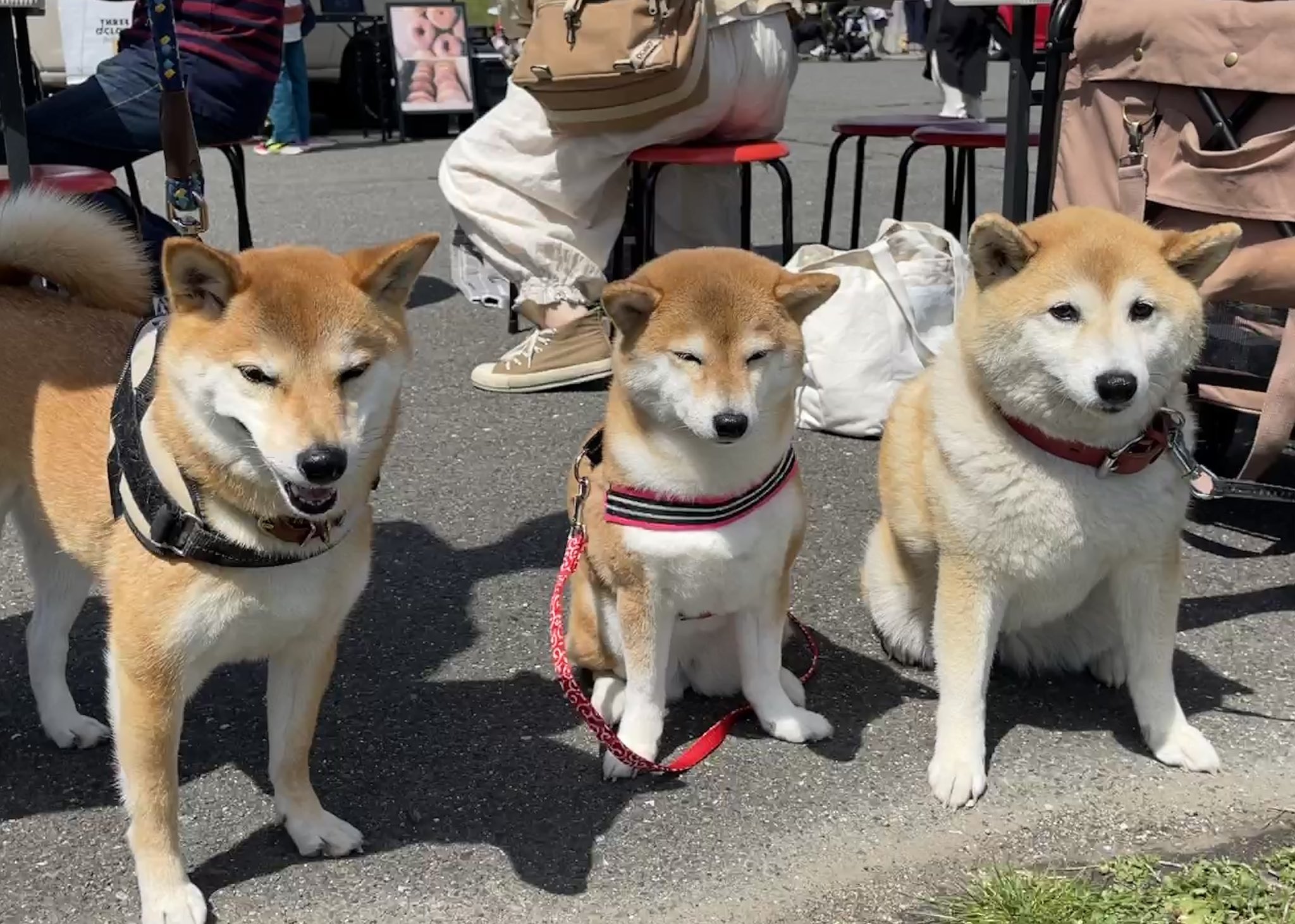 柴犬女子コウ 世界の終わりに柴犬と のはるさん 石原さん りんご郎ファミリー のりんご郎ちゃん くるみちゃん おたかさん おきみさん なかなかに豪華なメンバーとご一緒しましたよ 見て見て T Co 59y0izl630 柴犬コウ
