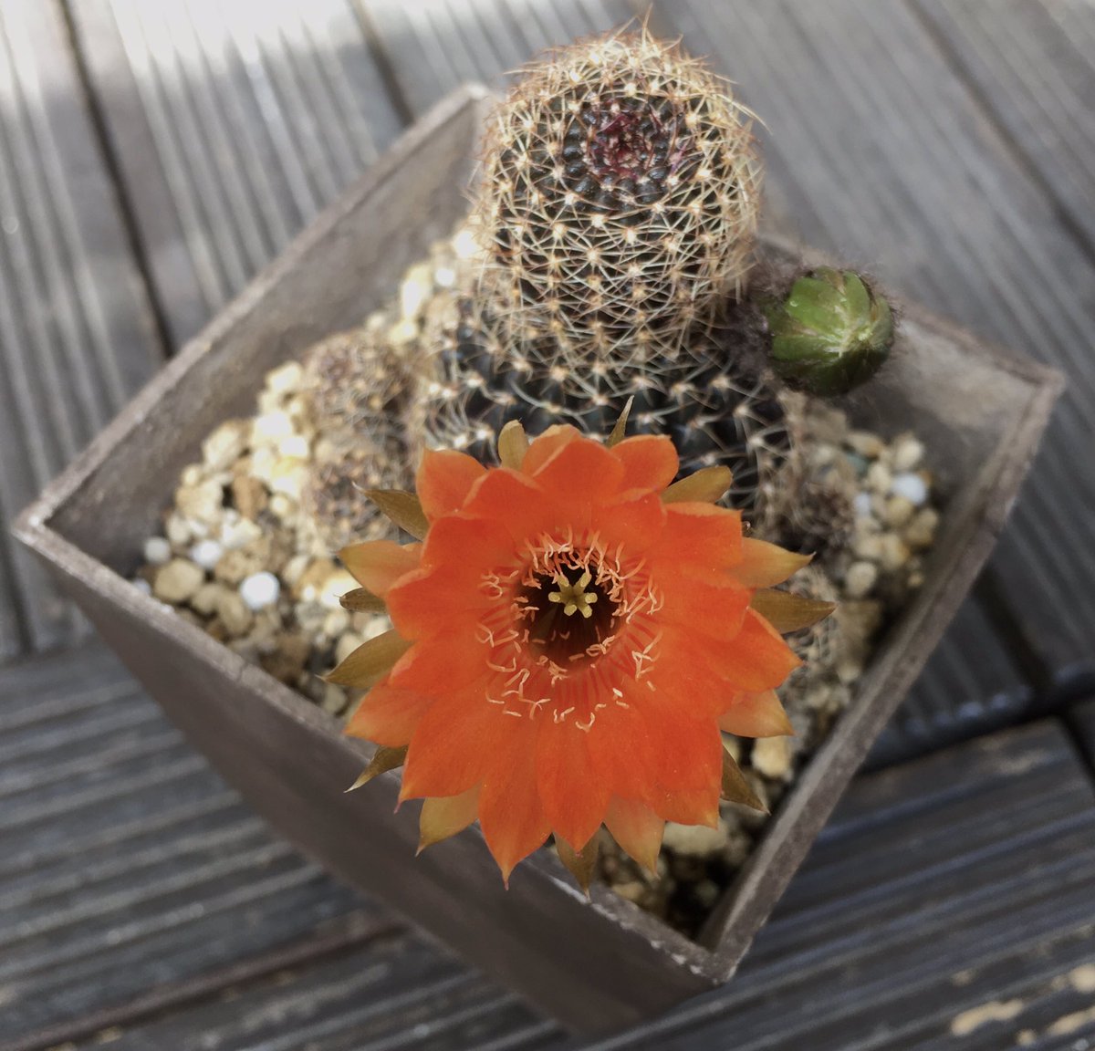 サボテン アラクナカンサ♪抜き苗 799円 サボテン アラクナカンサ♪抜き苗 799円 サボテン アラクナカンサ