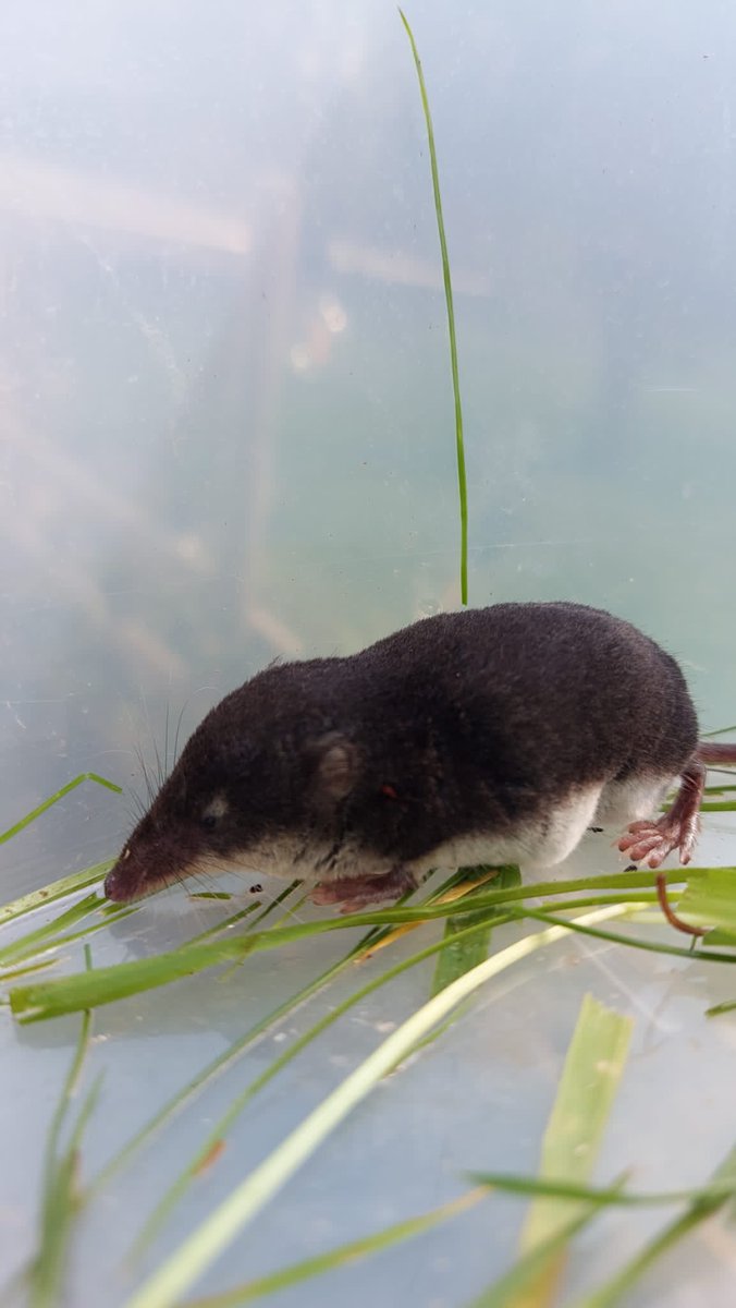 HMWTBadger's tweet photo. One of our volunteers shared this amazing water shrew cat rescue! Glad someone was there to save this little guy or gal. #WaterShrew https://t.co/6cHnbY9Gwr