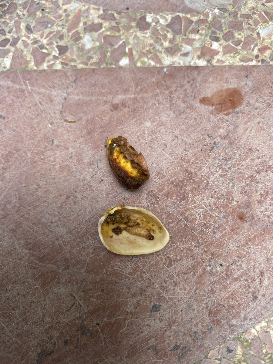 raquelaserranom's tweet photo. @alcampo No sabia que metíais tanta proteina en los pistachos , gracias por la larva, con caquita incluida 🤢. @AUCHAN_France https://t.co/Fn3RVHAl53