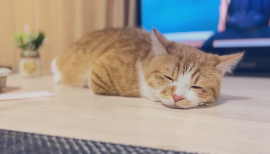 36_0630_sam's tweet photo. 寝方可愛いねさむち☺️

#猫 #猫のいる暮らし #猫との生活 #猫好きさんと繫がりたい https://t.co/JAiqKIpVN8