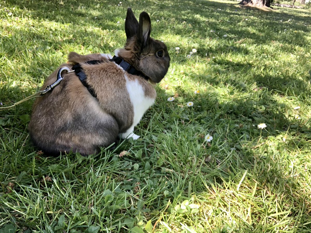 Brxmecotton's tweet photo. Bouboule est mort…
Je suis en larme mon amour..❤️❤️ https://t.co/uPYdV8LX6Z