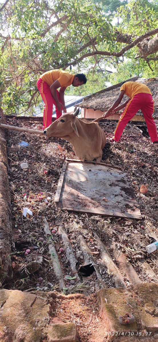 Shibaditya121's tweet photo. Thank You For Save Animal life🙏 #koraputfirestation
@OdishaFire @OdishaFS_HGs_CD @dmkoraput @DGPOdisha @cfo_odisha 
@Odisha Fire Service @OdishaFS_HGs_CD  @SRC_Odisha @homeodisha @SecyChief @odisha_police https://t.co/5JLTNAAFna