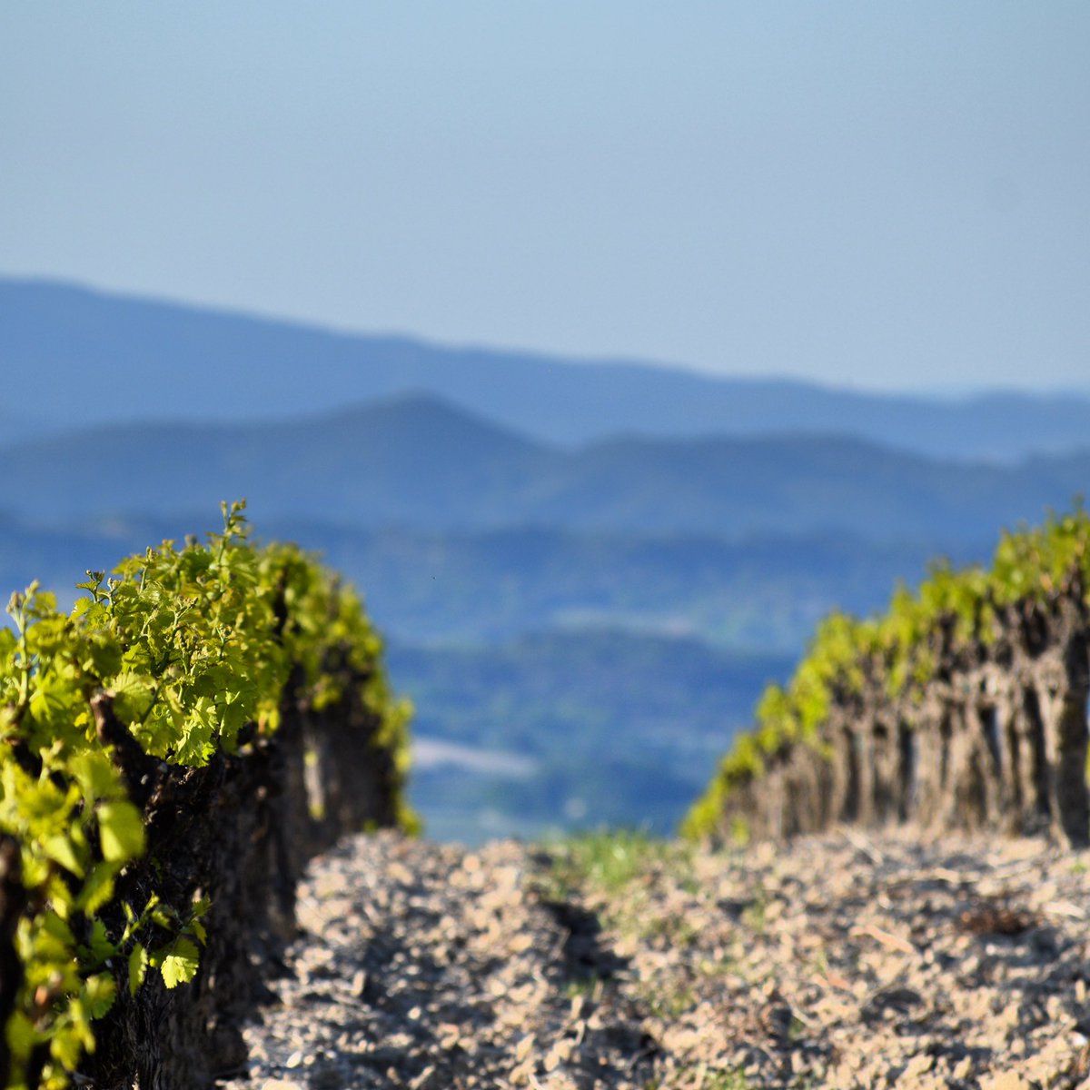Dernier jour d’avril, le soleil est au rendez-vous. #nyons #cotesdurhone #cotesdurhonevillages #baronniesprovencales #dromeprovencale
