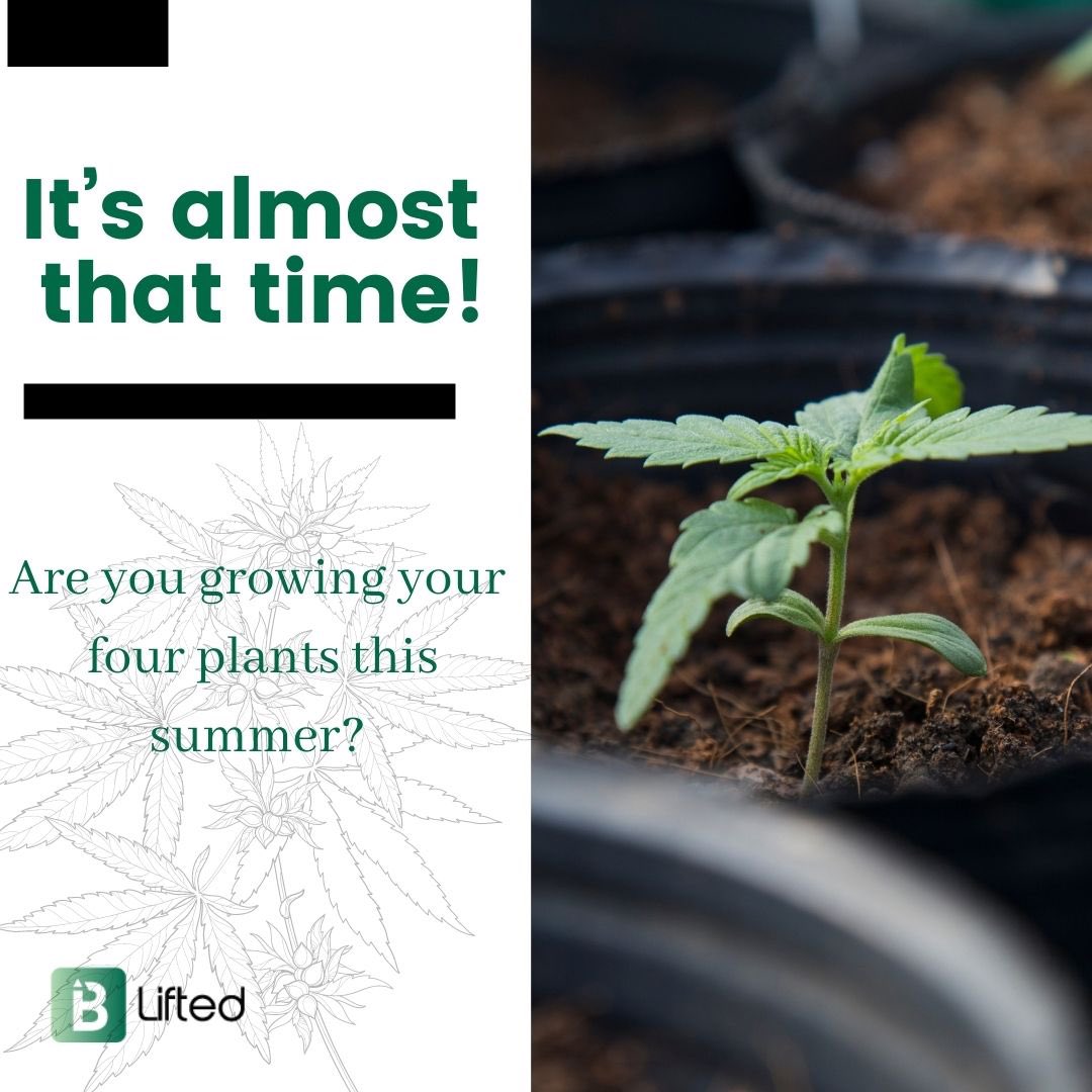 BLiftedca's tweet photo. Have you started your plants yet?! 

It’s almost that time! 

#CannabisCommunity #GardeningTwitter #SaturdayVibes https://t.co/YT3g1itusY