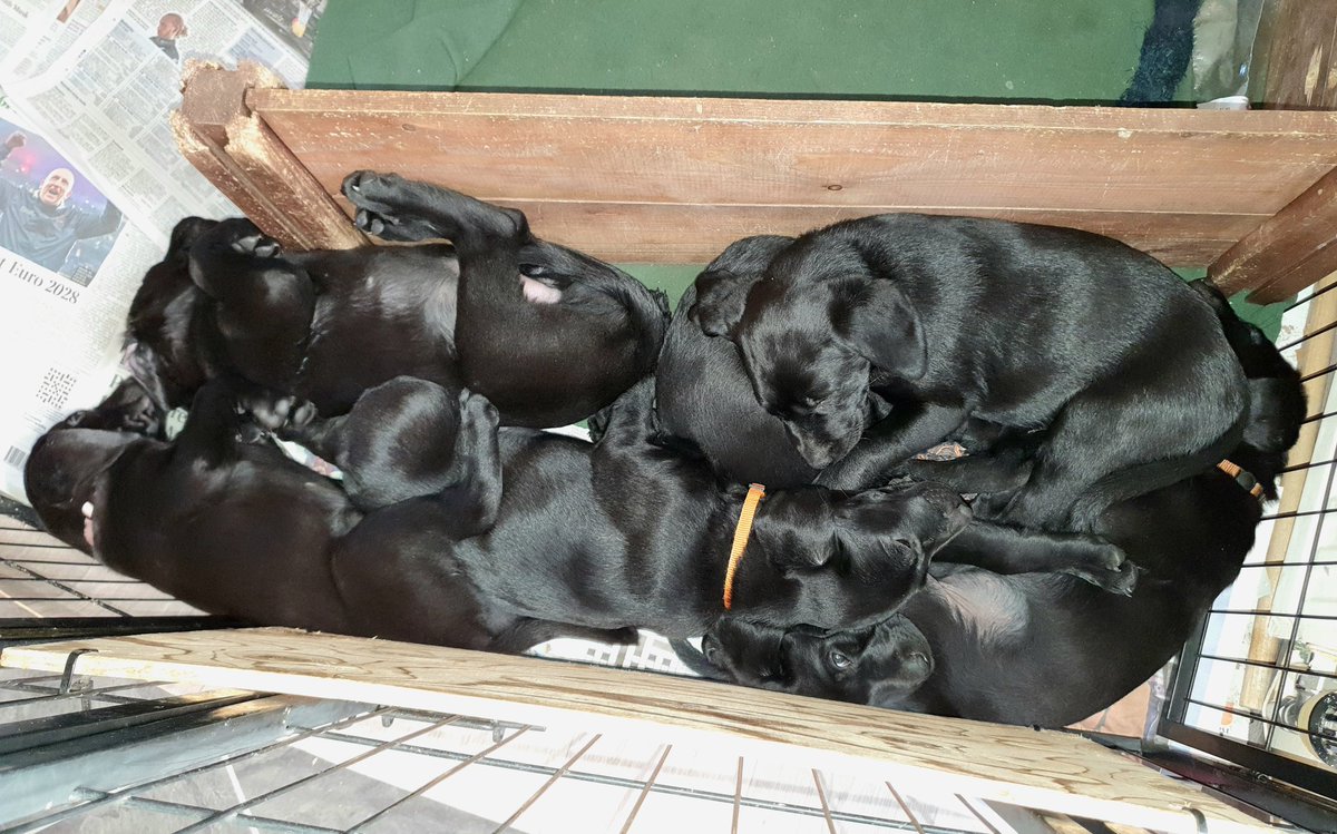 GreatStrides65's tweet photo. #Pupdate - day 59
#KitKat has gone to her new home
#SixLeft
#DogsofTwittter #Labrador https://t.co/Qw9vtf5e6b