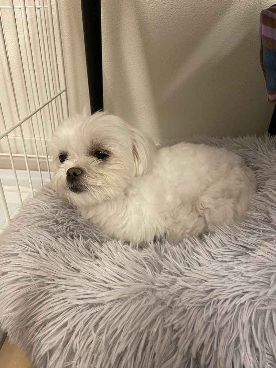 _chiaotzu's tweet photo. ずっと使ってくれなかったのに、置く場所変えたら使ってくれるようになった犬用ベッド 
#マルチーズ #ポメラニアン #犬好きさんと繋がりたい #犬のいる幸せ #マルポメ #ポメマル #ミックス犬 #犬のいる暮らし #犬バカ部 #ちゃおず https://t.co/skeh3SDSGu