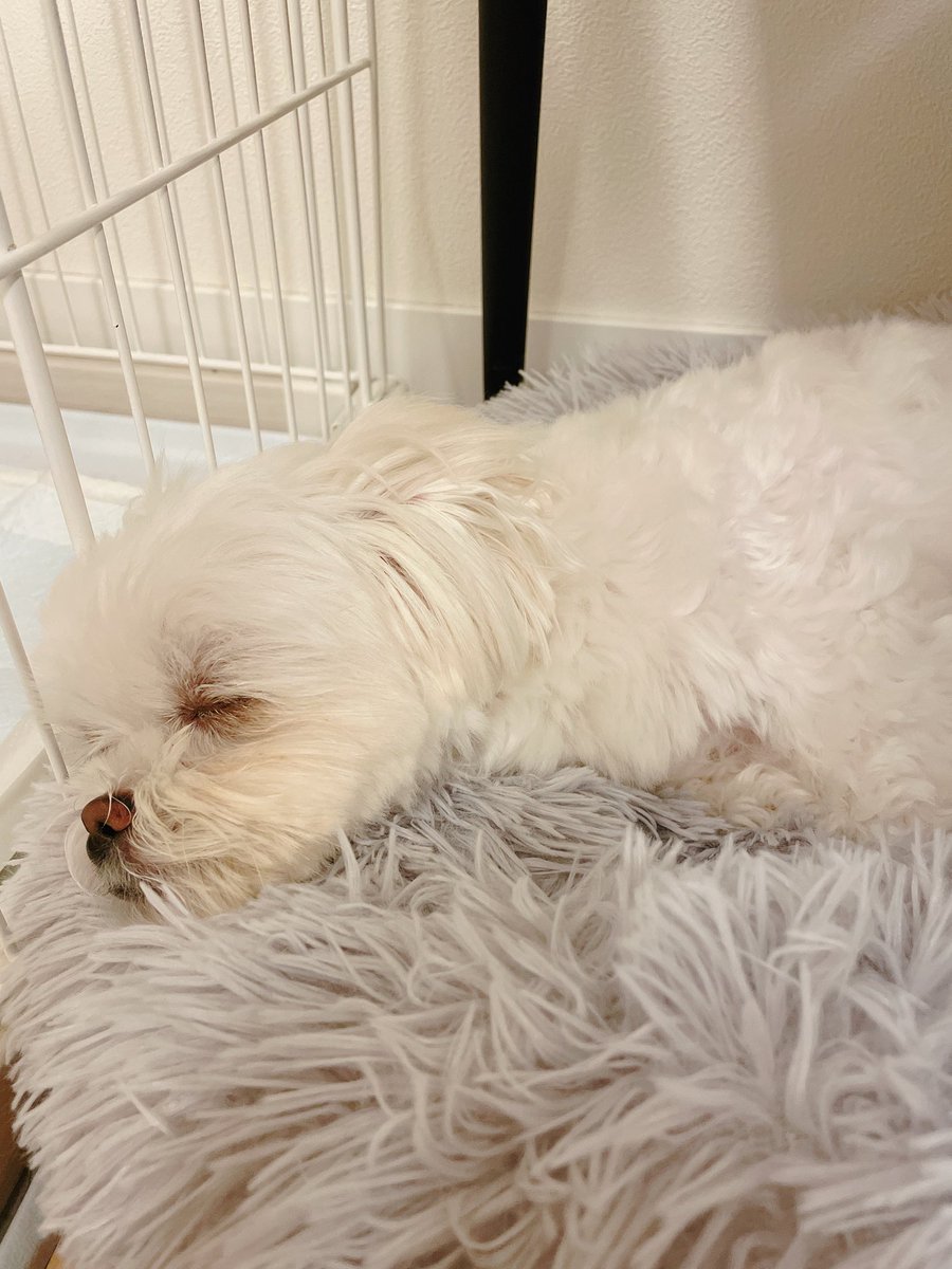 _chiaotzu's tweet photo. ずっと使ってくれなかったのに、置く場所変えたら使ってくれるようになった犬用ベッド 
#マルチーズ #ポメラニアン #犬好きさんと繋がりたい #犬のいる幸せ #マルポメ #ポメマル #ミックス犬 #犬のいる暮らし #犬バカ部 #ちゃおず https://t.co/skeh3SDSGu