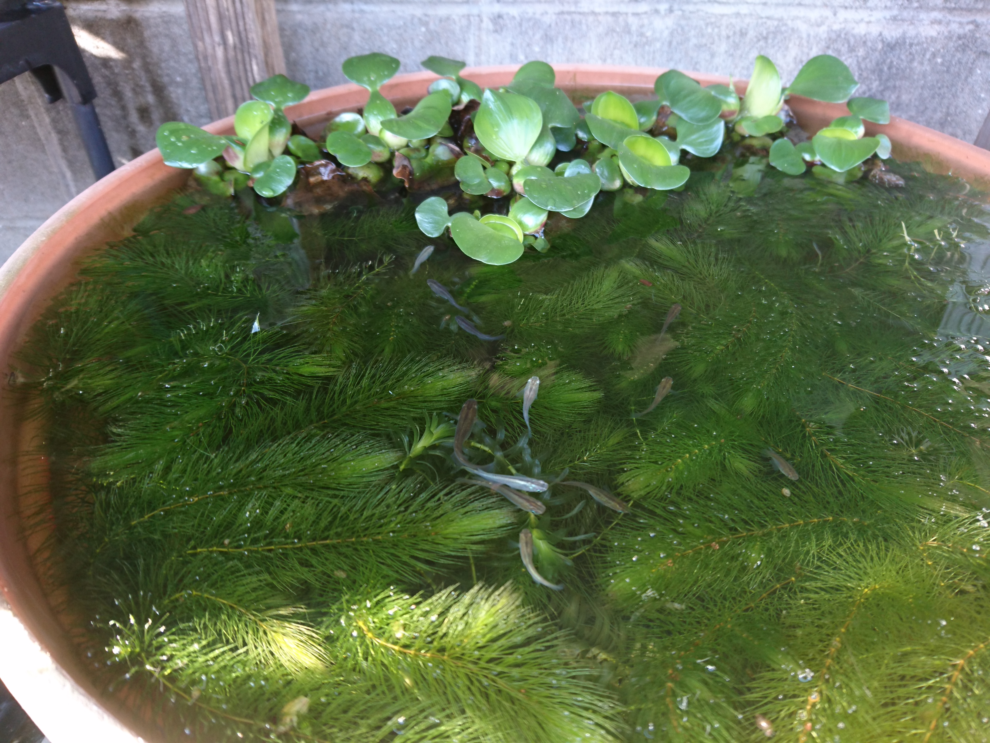 メダカの大工 メダカのビオトープは 水草の状態がよくなりました ホテイアオイは復活して マツモは新芽が伸びています 初雪カズラでミニ盆栽を作っています 芽吹いた葉が美しいですが 樹形が難しいです シジムラサキ 斑入りのムラサキシキブ